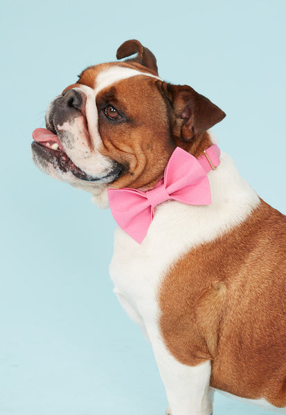 Pink bow collar 2025