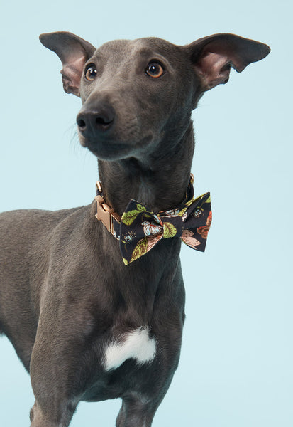 Dog bow tie shop melbourne