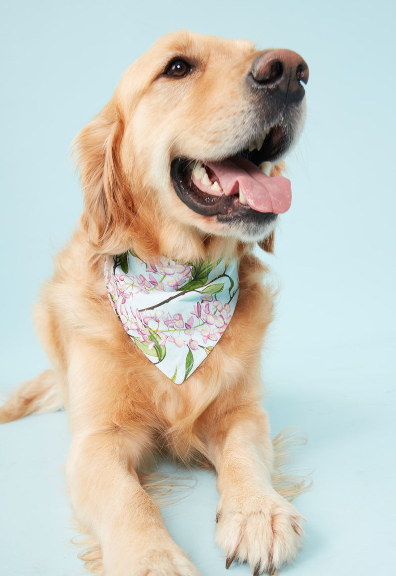 DOG BANDANA WATERCOLOUR FLORAL AQUA