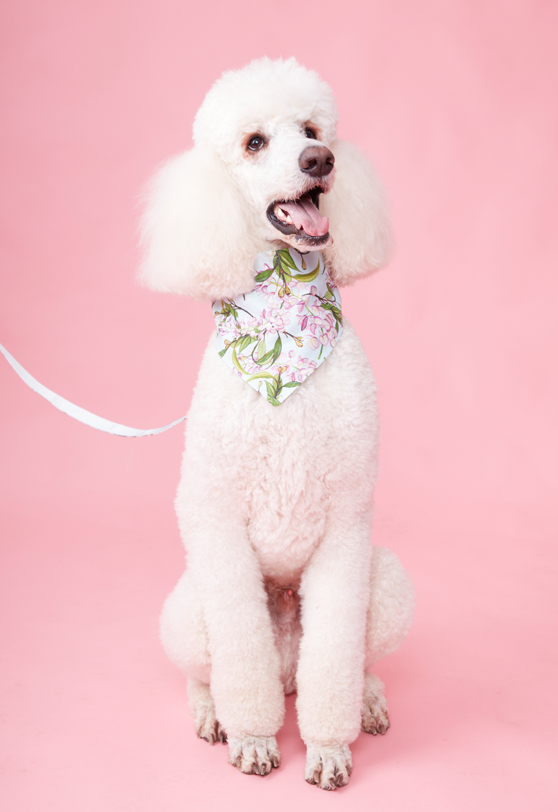DOG BANDANA WATERCOLOUR FLORAL AQUA