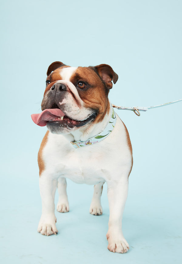 DOG COLLAR WATERCOLOUR FLORAL AQUA