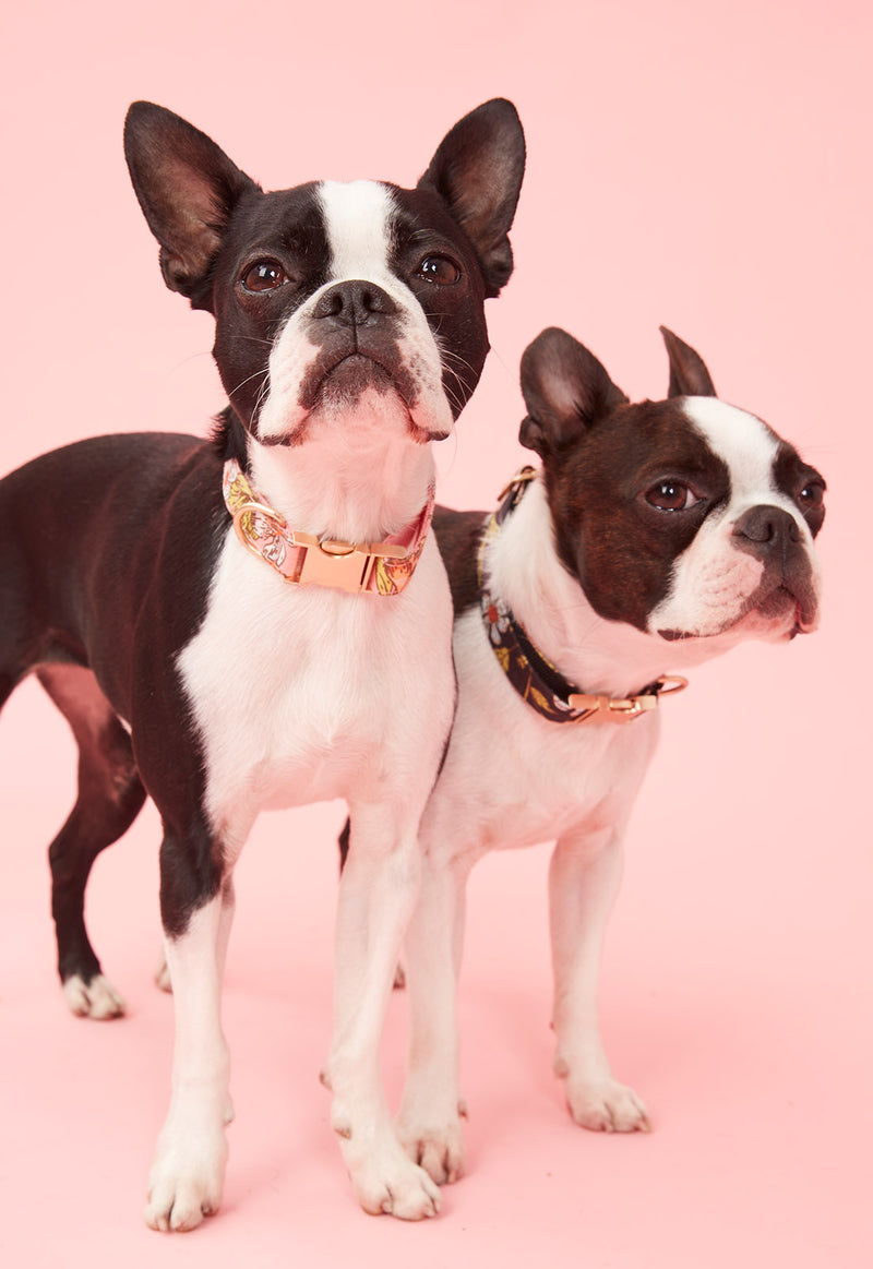 Floral print on sale dog collar